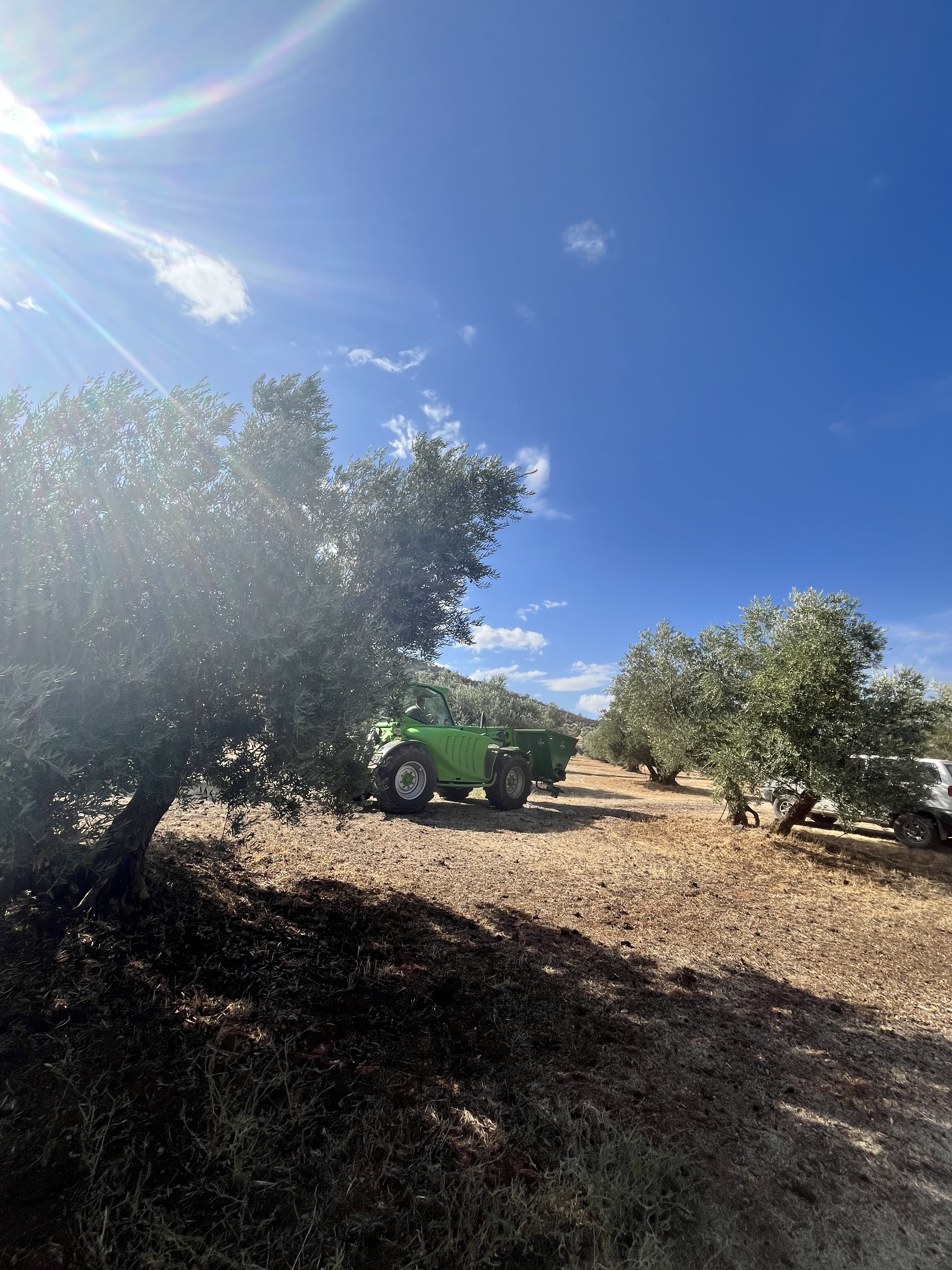 Olivar de la finca con maquinaria agrícola entre los árboles